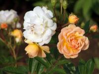 Rosa (Růže 'Ghislaine de Féligonde' - Pnoucí růže)