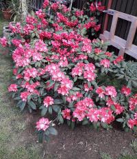 Rhododendron (Pěnišník)