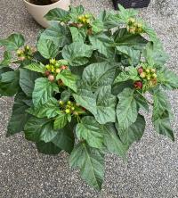 Hibiscus moscheutos (Ibišek bahenní)