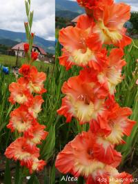 Gladiolus (Mečík 'Altea')