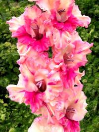 Gladiolus (Mečík 'Babylon')