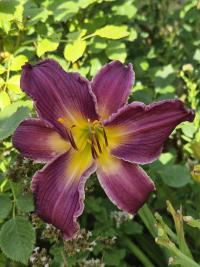 Hemerocallis (Denivka 'Indian Giver')