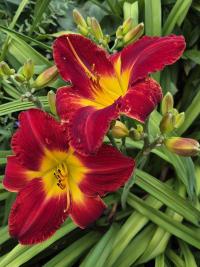 Hemerocallis (Denivka 'Tribute To Joe')