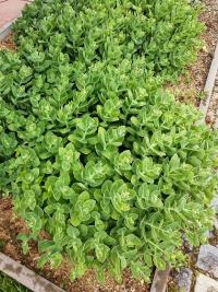 Sedum (Rozchodník)