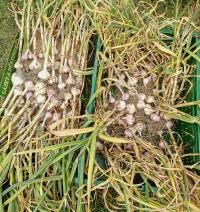Allium sativum (Česnek kuchyňský)