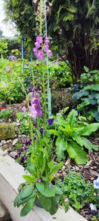 Verbascum phoeniceum (Divizna brunátná)