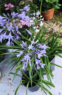 Agapanthus (Kalokvět)