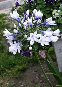 Agapanthus (Kalokvět)