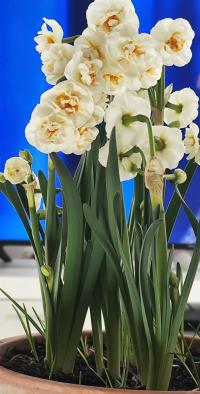 Narcissus (Narcis 'Bridal Crown' - Plnokvěté narcisy)
