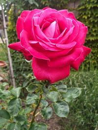 Rosa (Růže)