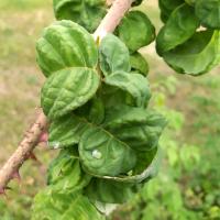 Rosa (Růže 'Bullata' - Historické růže)