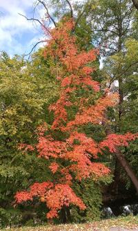 Acer mandshuricum (Javor mandžuský - podzimní habitus)