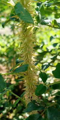 Rosa rugosa (Růže svraskalá 'Jens Munk')