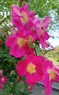 Rosa spinosissima (Růže bedrníkolistá 'Frühlingszauber')