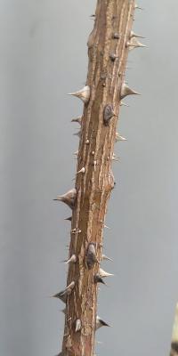 Rosa spinosissima (Růže bedrníkolistá 'Frühlingszauber')