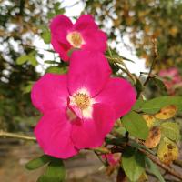 Rosa spinosissima (Růže bedrníkolistá 'Frühlingszauber')