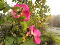 Rosa spinosissima (Růže bedrníkolistá 'Frühlingszauber')