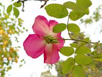 Rosa spinosissima (Růže bedrníkolistá 'Frühlingszauber')