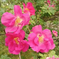 Rosa spinosissima (Růže bedrníkolistá 'Frühlingszauber')