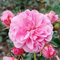 Rosa (Růže 'Baby Kikko' - Mnohokvěté růže)