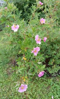 Rosa palustris (Růže bahenní)