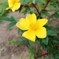 Rosa platyacantha (Růže)