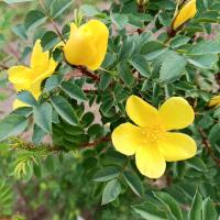 Rosa platyacantha (Růže)