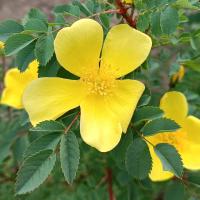 Rosa platyacantha (Růže)