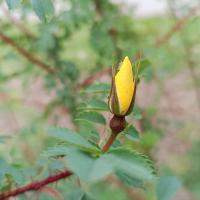 Rosa platyacantha (Růže)