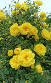 Rosa x harisonii (Růže Harisonova)