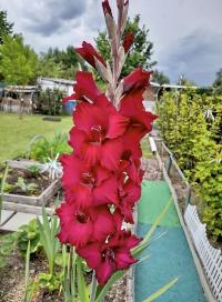 Gladiolus (Mečík)