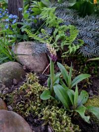 Orchis mascula subsp speciosa (Vstavač mužský znamenaný)