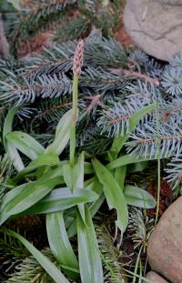 Orchis mascula subsp speciosa (Vstavač mužský znamenaný)