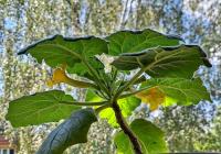 Uncarina roeoesliana (Ukarína)