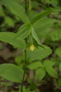 Disporum uniflorum (Disporum)