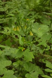 Disporum uniflorum (Disporum)