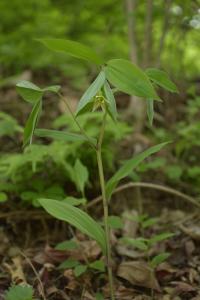 Disporum viridescens (Disporum)