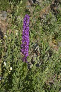 Orchis mascula subsp longicalcarata (Vstavač mužský)