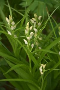 Cephalanthera longibracteata (Okrotice)