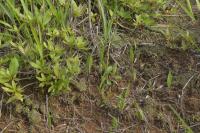 Pogonia minor (Pogonia)