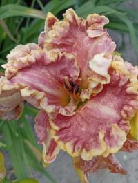 Hemerocallis (Denivka)