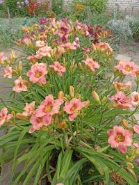 Hemerocallis (Denivka)