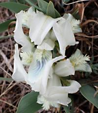 Iris pumila (Kosatec nízký)