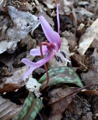 Erythronium dens-canis (Kandík psí zub)