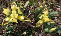 Iris pumila (Kosatec nízký)