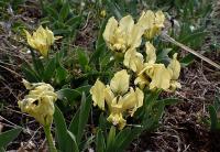 Iris pumila (Kosatec nízký)