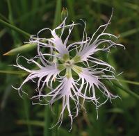 Dianthus superbus (Hvozdík pyšný)