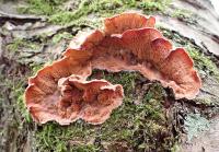 Dřevokaz rosolovitý