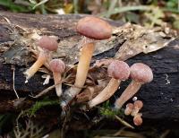 Kržatka otrubičnatá