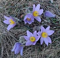 Koniklec velkokvětý